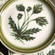 Assiettes plates grès émaillé Gien  «Herbiers»