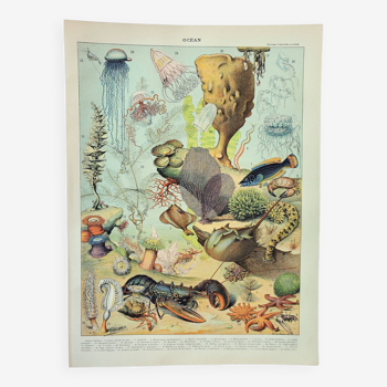Gravure ancienne 1898, Océan (faune et flore), poisson • Lithographie, Planche originale