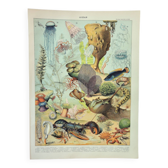 Gravure ancienne 1898, Océan (faune et flore), poisson • Lithographie, Planche originale