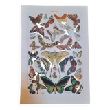 Lithograph on butterflies from 1948