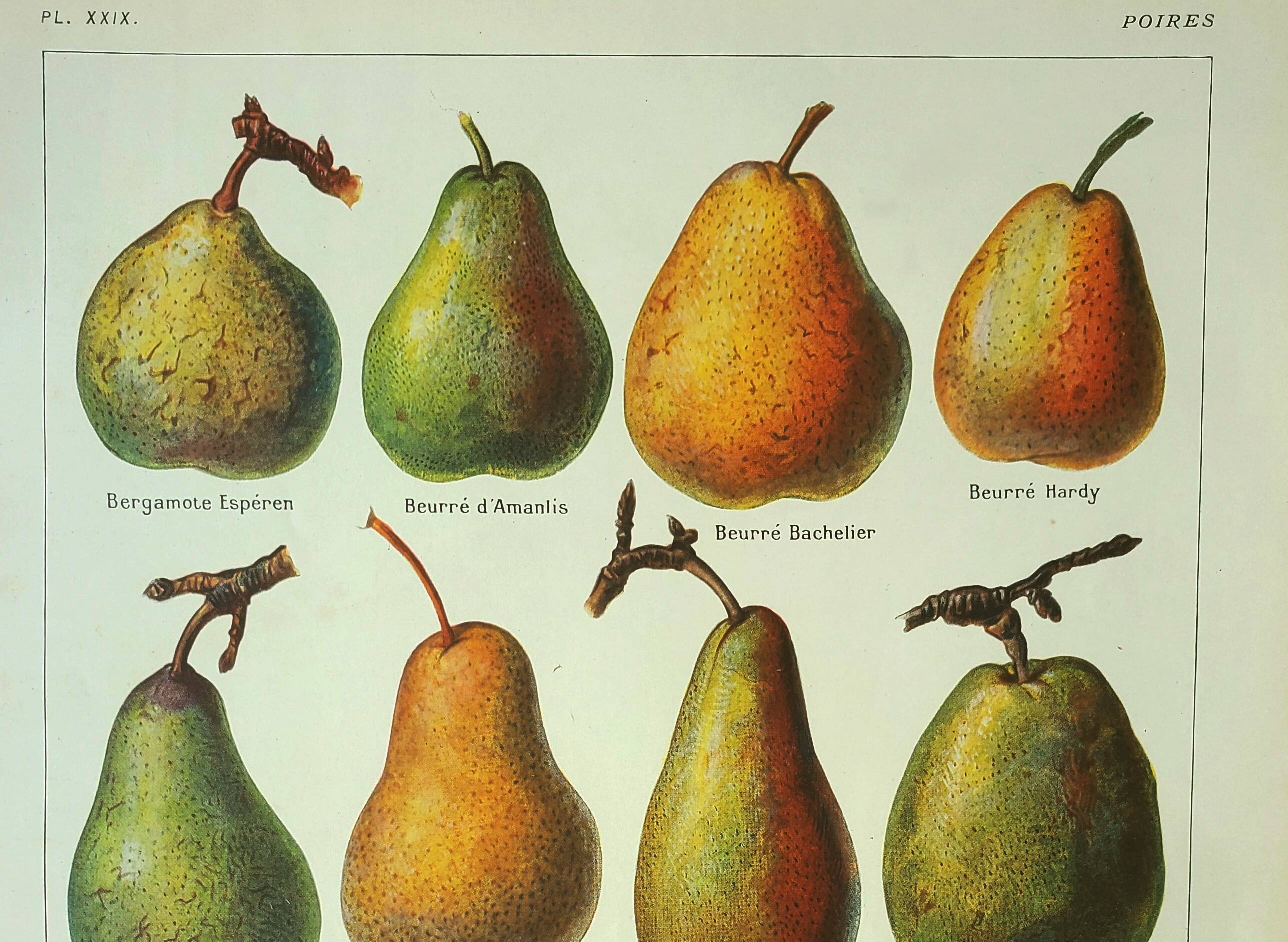 Old engraving 1922, Pear, varieties, fruit, pear tree, pomology • Lithograph, original illustration