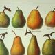 Old engraving 1922, Pear, varieties, fruit, pear tree, pomology • Lithograph, original illustration
