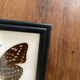 Framed butterfly specimen The Archduke.