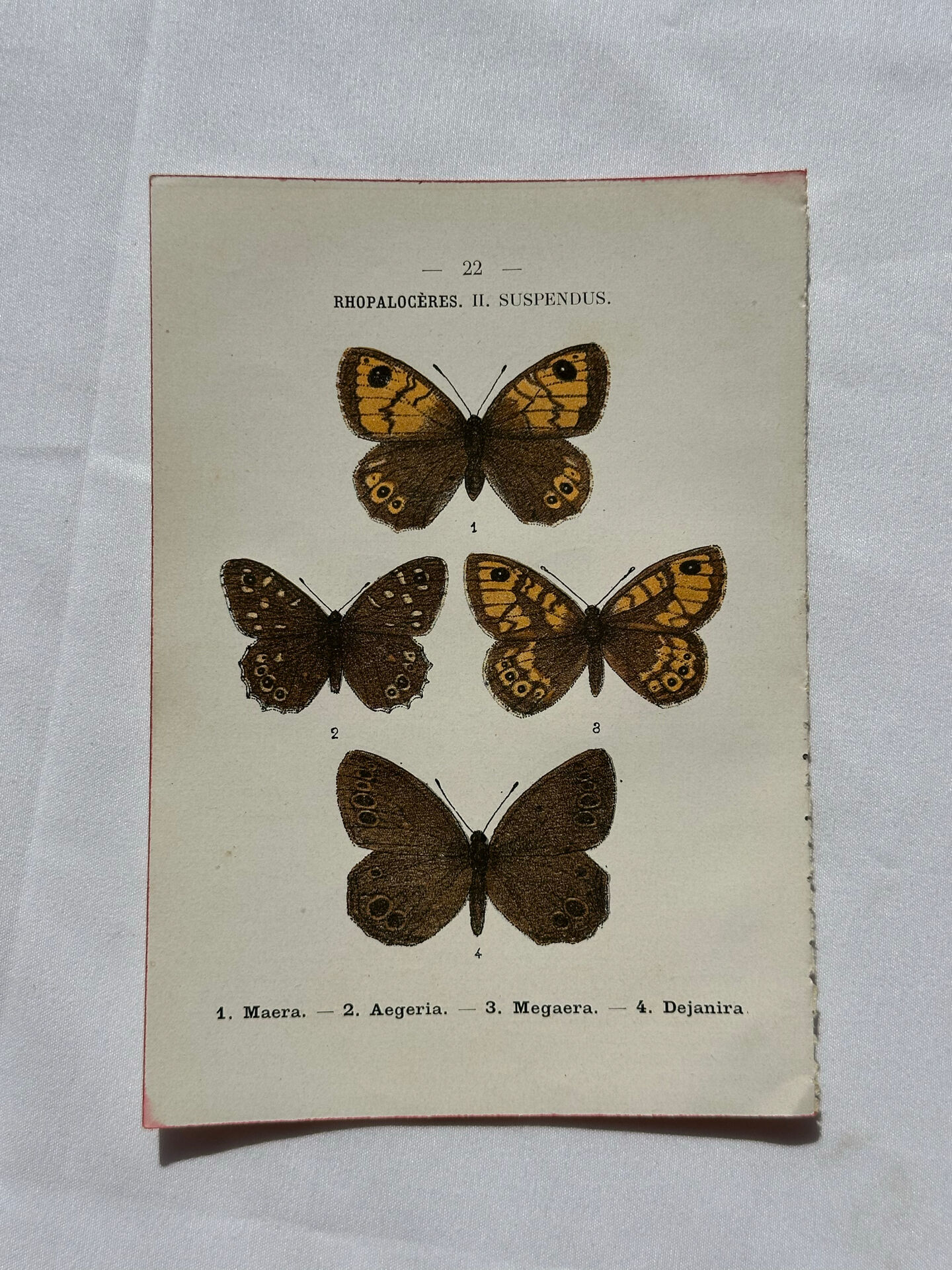 Botanical Plate 1800 Old naturalist engraving 19th century double-sided