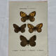 Botanical Plate 1800 Old naturalist engraving 19th century double-sided