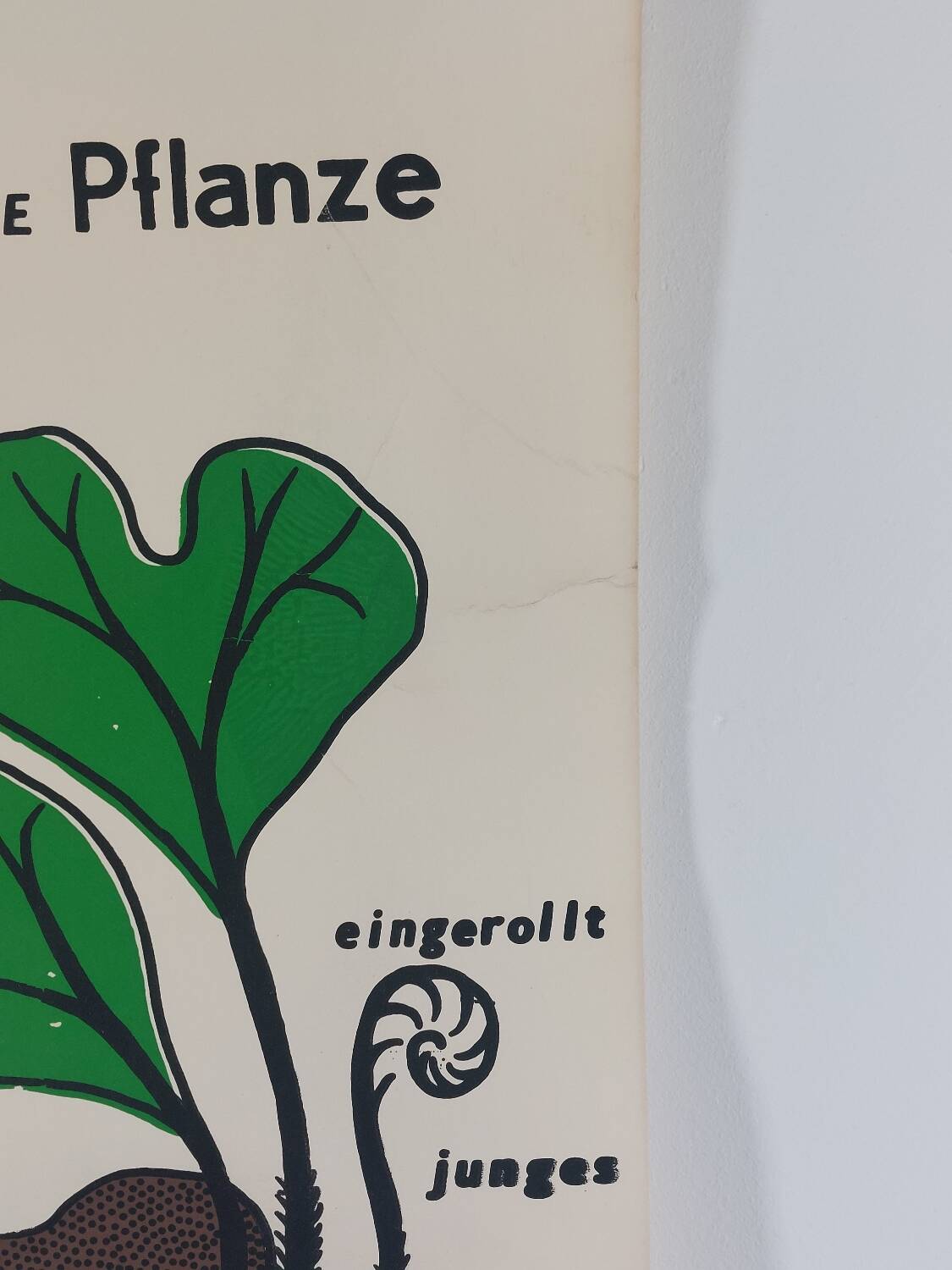 Vintage educational wall hanging roll chart biology