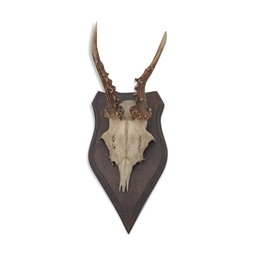 Ecusson De Bois Pour Trophée De Chevreuil. Bouclier. Massacre