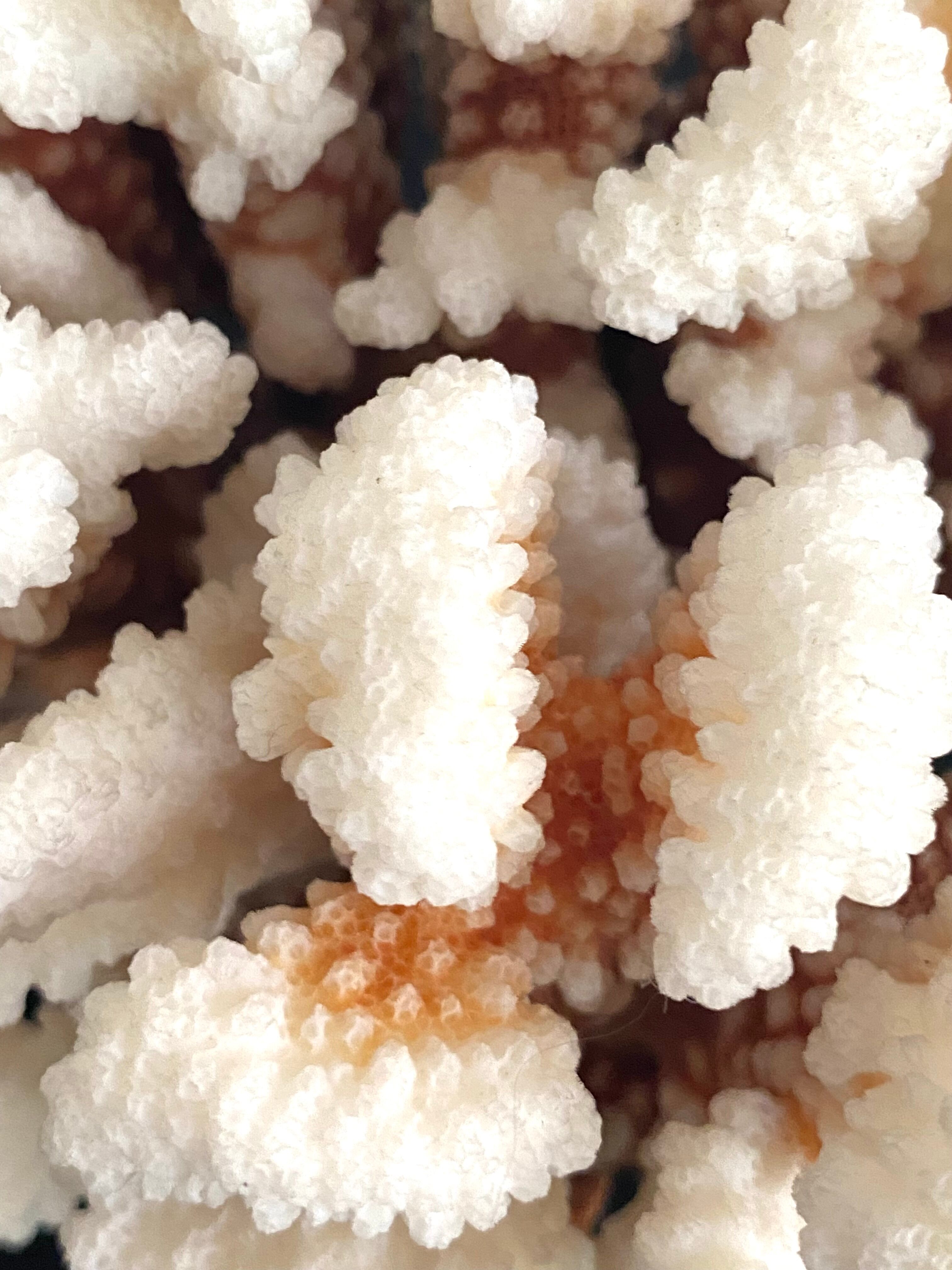 Coral XXL on its foot