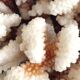 Corail XXL sur son pied