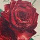 Oil on canvas, still life, F. Rembert