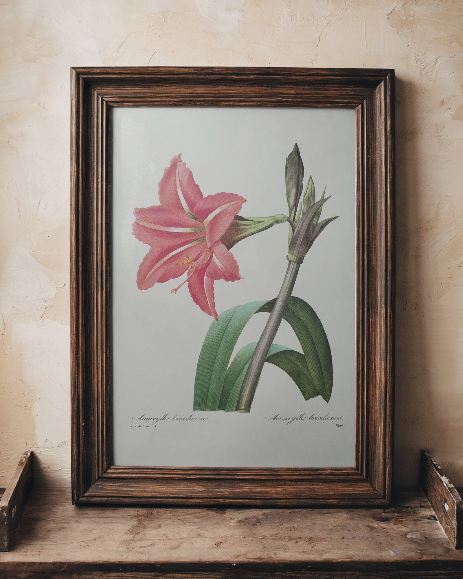 Original illustrated plate Brazilian Amaryllis