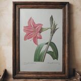Original illustrated plate Brazilian Amaryllis