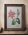 Planche illustrée originale Amaryllis brésilienne
