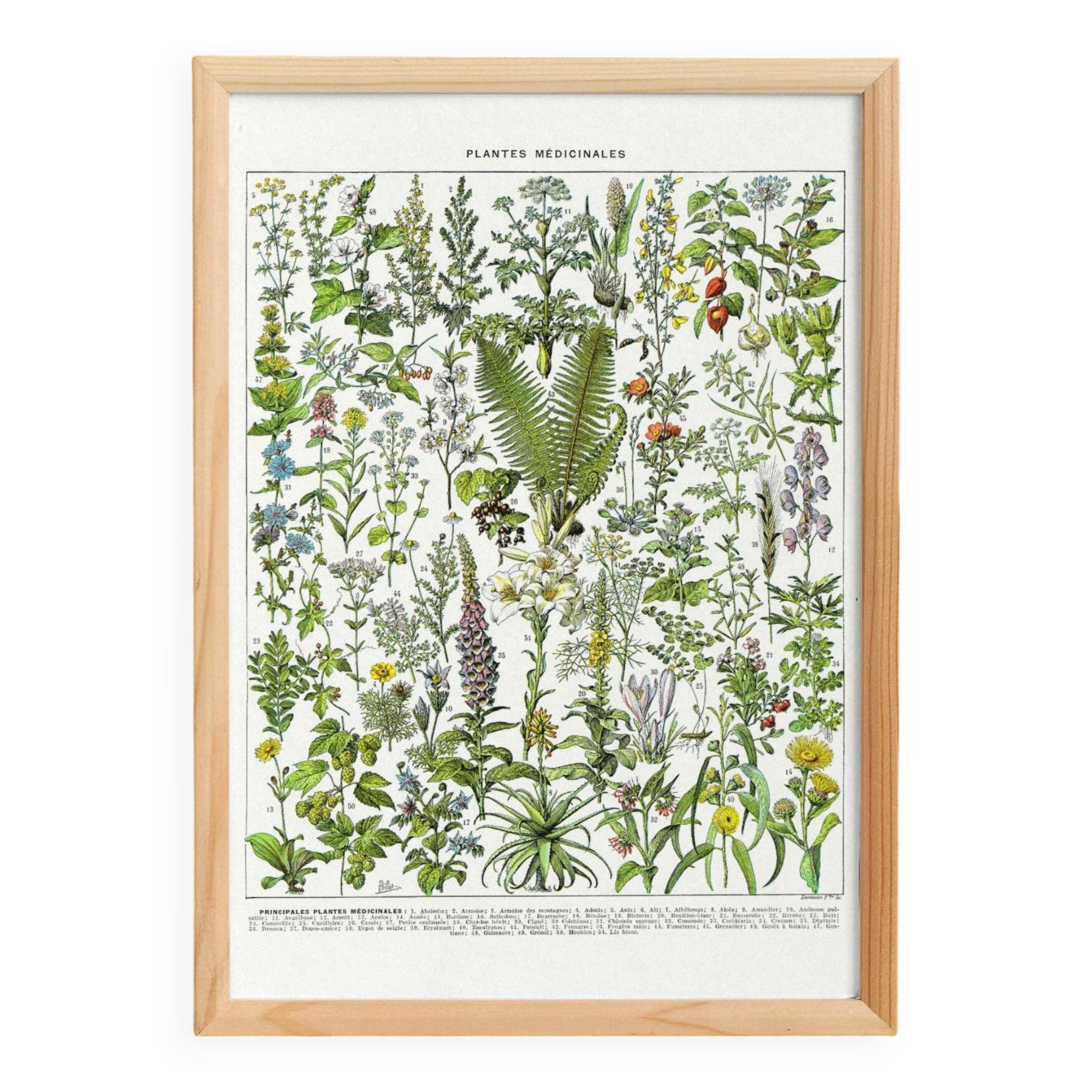 Affiche sur les plantes médicinales "absinthe", d'après une lithographie de 1928