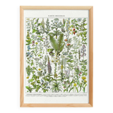 Poster on medicinal plants "absinthe", after a lithograph from 1928