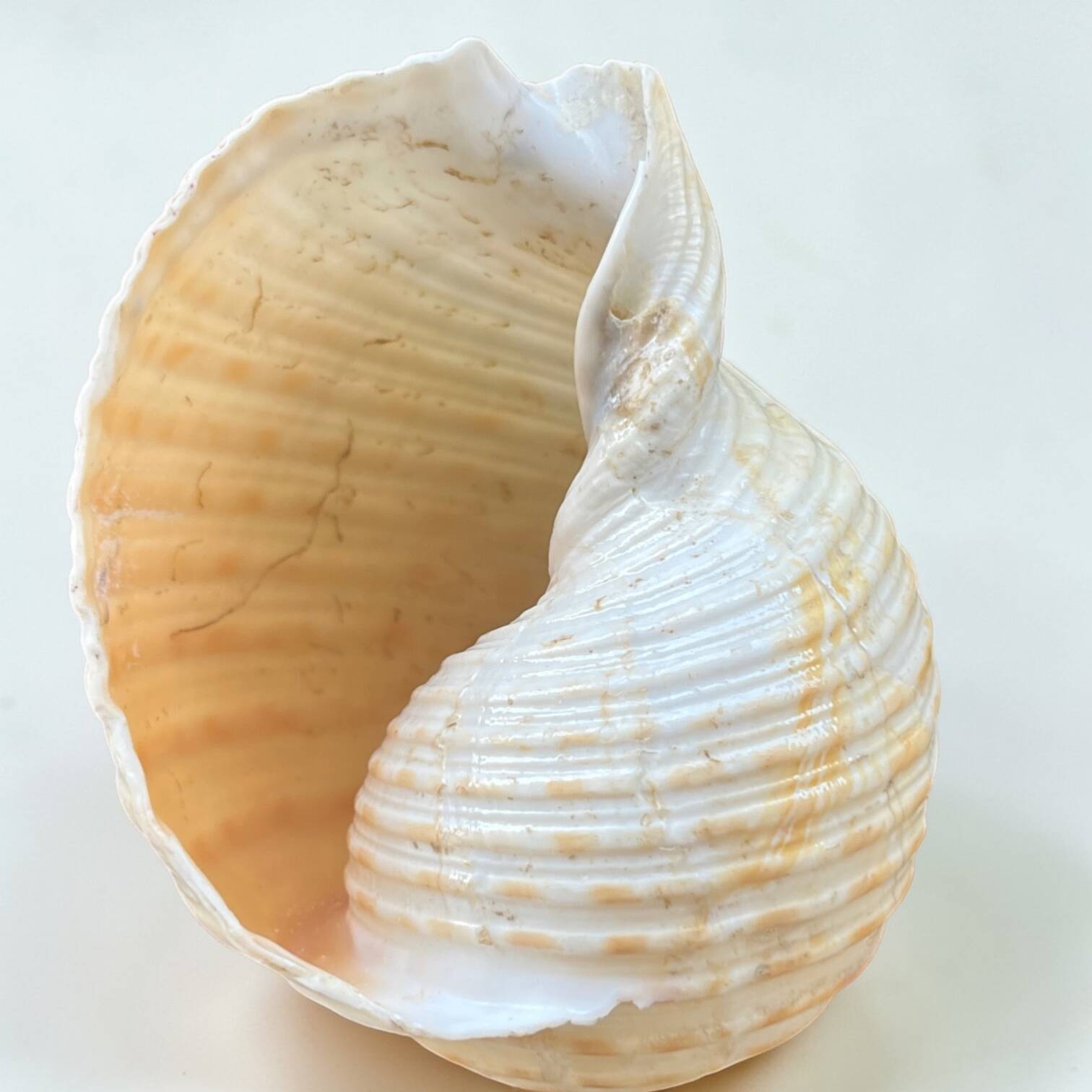 Tonna Galea shell on a turned wooden base, late 19th century curiosities.