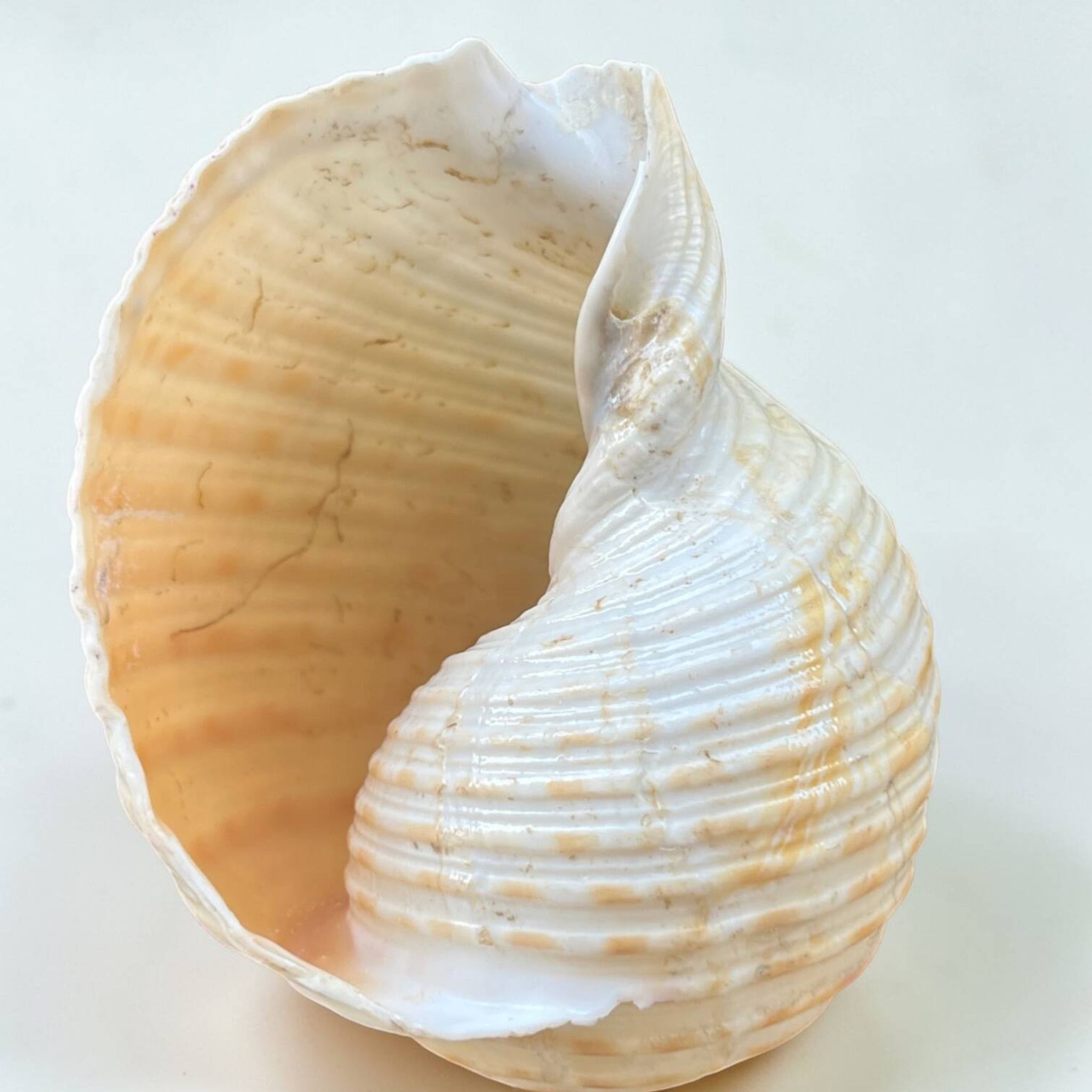 Tonna Galea shell on a turned wooden base, late 19th century curiosities.