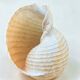 Tonna Galea shell on a turned wooden base, late 19th century curiosities.