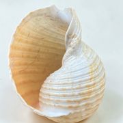 Tonna Galea shell on a turned wooden base, late 19th century curiosities.