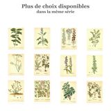 Old illustration 1959 - Maryland Spigelia. Botanical plate, flower.