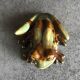 FROG figurine in enameled CERAMIC Vintage Golden Pond collection