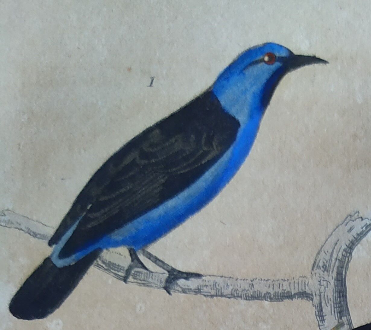 Planche Ornithologique originale " Pitpit bleu - Roitelet - Roitelet mésange - &c... " Buffon 1836