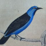 Original Ornithological plate " Pitpit bleu - Roitelet - Roitelet mésange - &c... " Buffon (1836)