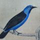 Planche Ornithologique originale " Pitpit bleu - Roitelet - Roitelet mésange - &c... " Buffon 1836