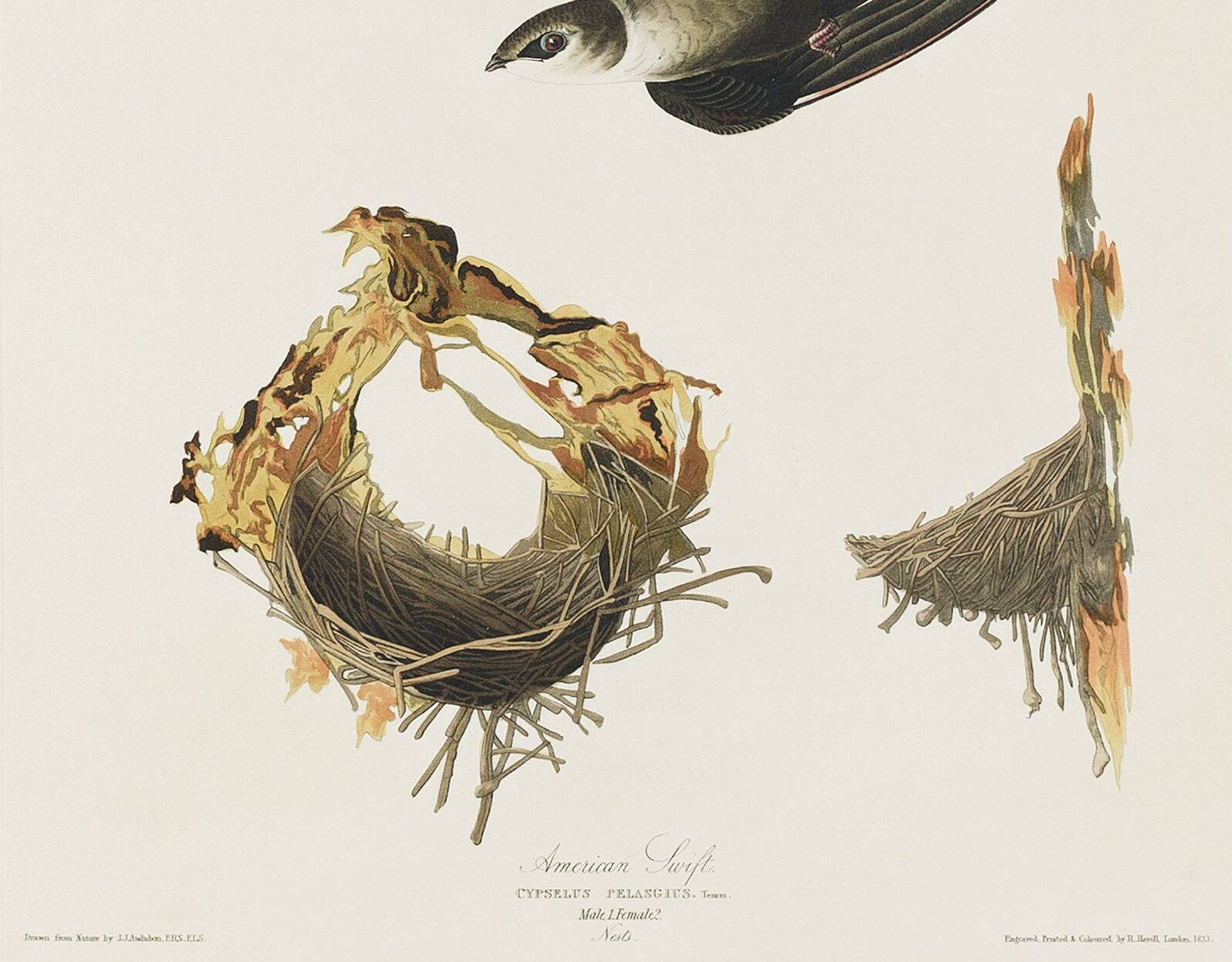 Affiche sur “le Martinet d’Amérique”, d’après une gravure ancienne de 1827.