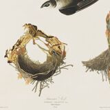 Poster about “the American Swift”, based on an old engraving from 1827.