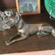 Bronze animalier chien loup