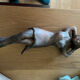 Sculpture terre cuite