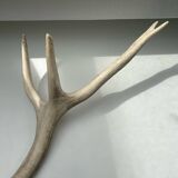 Taxidermie en bois de cerf