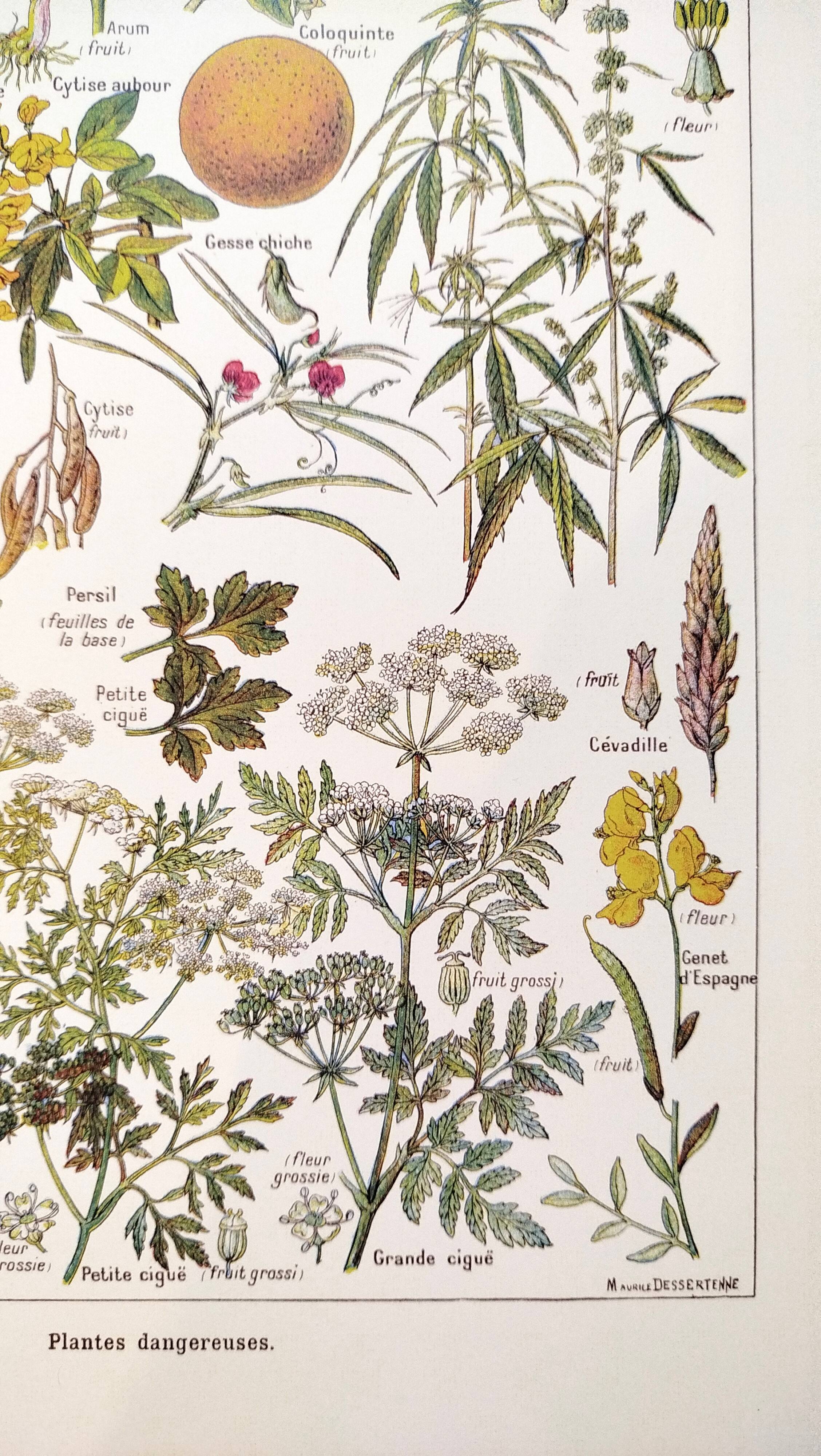 Poster about dangerous plants "hemlock", from a 1920 lithograph