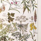 Poster about dangerous plants "hemlock", from a 1920 lithograph