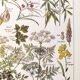 Poster about dangerous plants "hemlock", from a 1920 lithograph