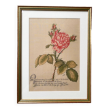 Redouté Rose Lithograph