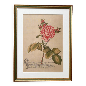 Redouté Rose Lithograph