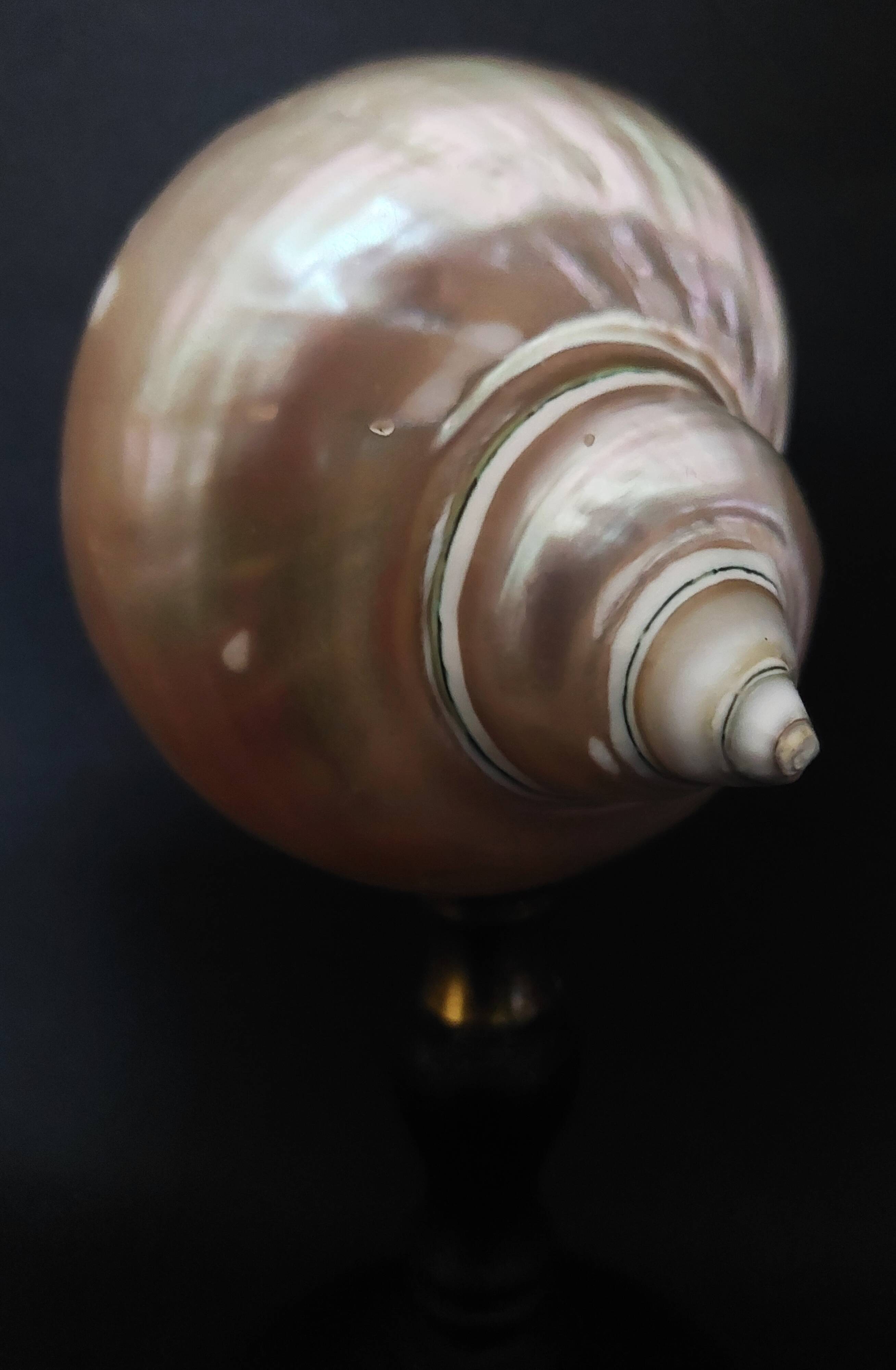 Cabinet de Curiosités coquillage turbo imperialis nacré sur socle