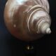 Cabinet de Curiosités coquillage turbo imperialis nacré sur socle