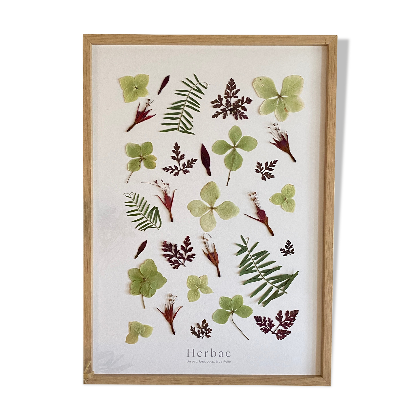 Herbarium of dried flowers