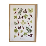 Herbier de fleurs séchées