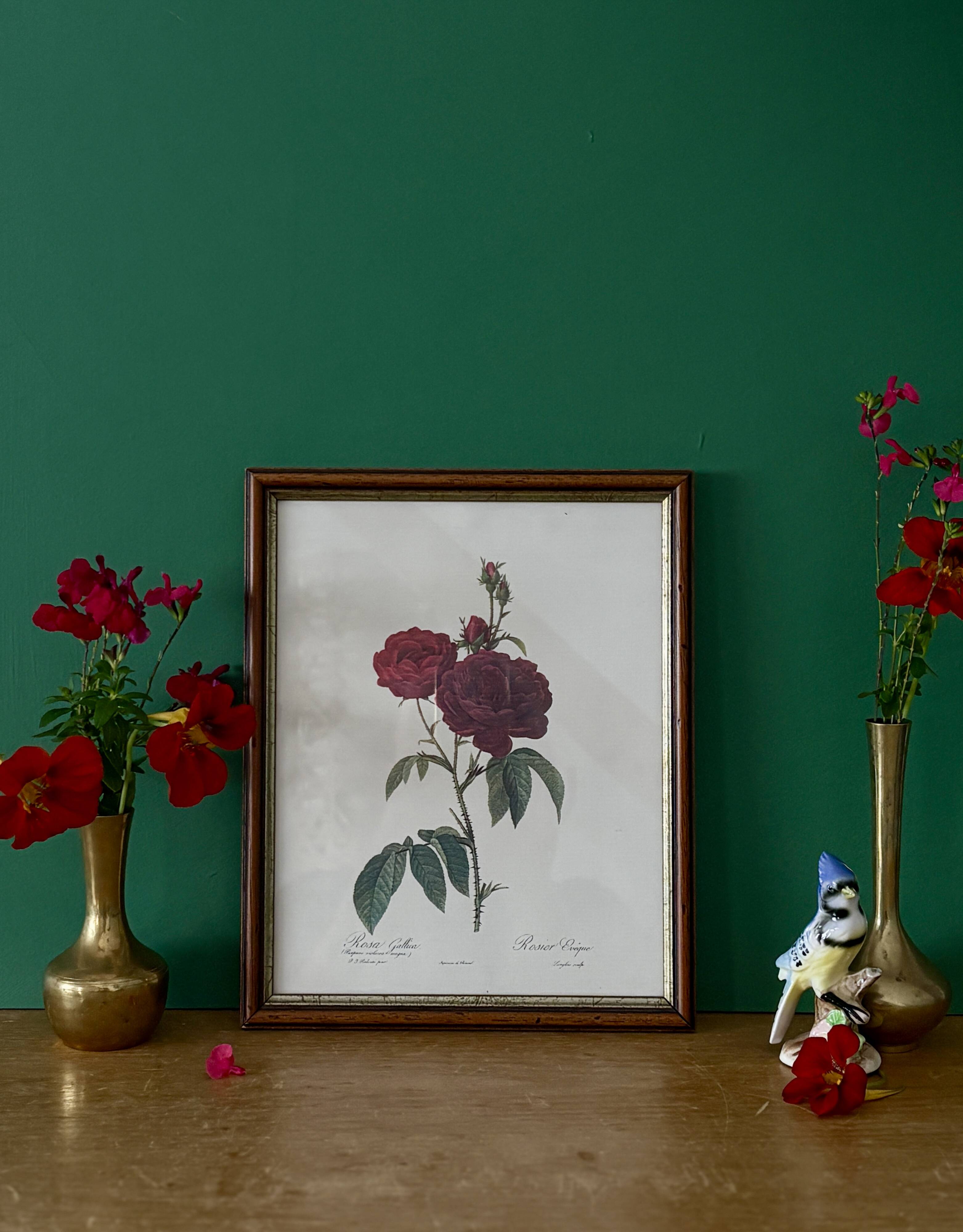 Cadre ancien rose rouge Redouté
