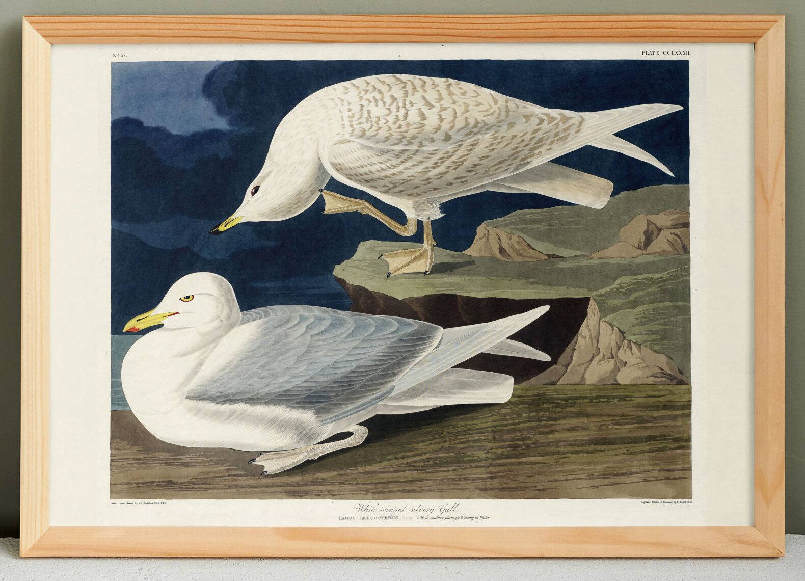 Poster about the Seagull, based on an old engraving from 1827.