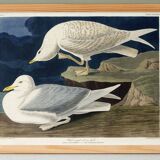 Poster about the Seagull, based on an old engraving from 1827.