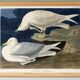 Poster about the Seagull, based on an old engraving from 1827.