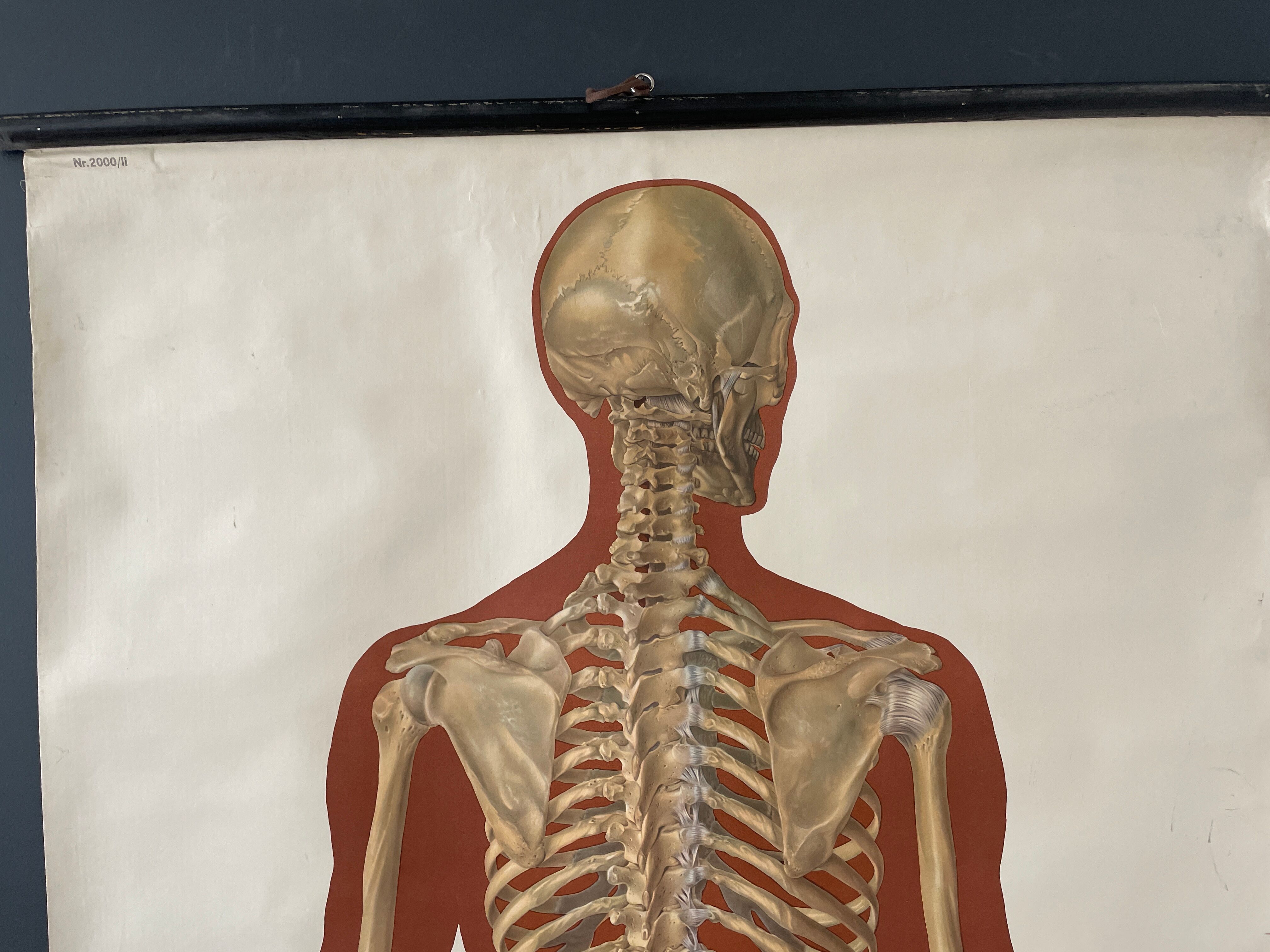 Deutsches Hygiene Museum SKELETON Vintage Medical Poster Wall Board 1960's