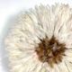 Juju hat white and Brown 50 cm