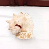 Shellfish
