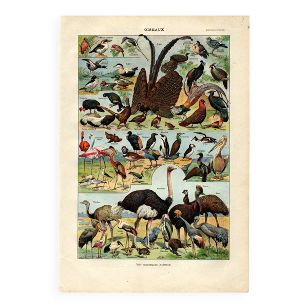 Gravure ancienne de 1923 - Oiseaux du monde II par A. Millot - Illustration — Beyit